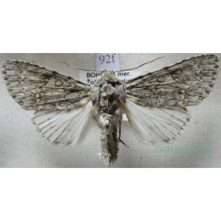 Acronicta aceris (Linnaeus, 1758) Wieczernica klonówka Czech92f